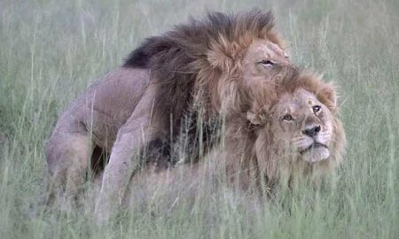 This is a photo of gay male lions.