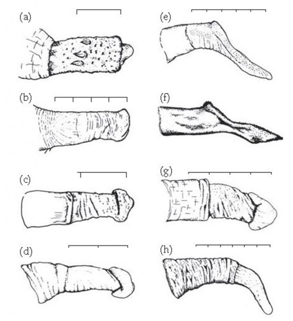 Comparison of the testical, breast, and genitalia sizes of the great apes :  r/Damnthatsinteresting