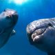 Gay dolphins underwater