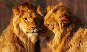 Male Lions Found Fornicating in Yorkshire Wildlife Park