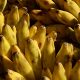This is a photo of bananas