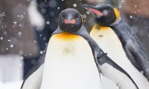 Gay Penguin Pair Swipes Chick From Its Lazy Parents