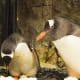 Gay Penguins at Sydney Aquarium Celebrate Three Years Together