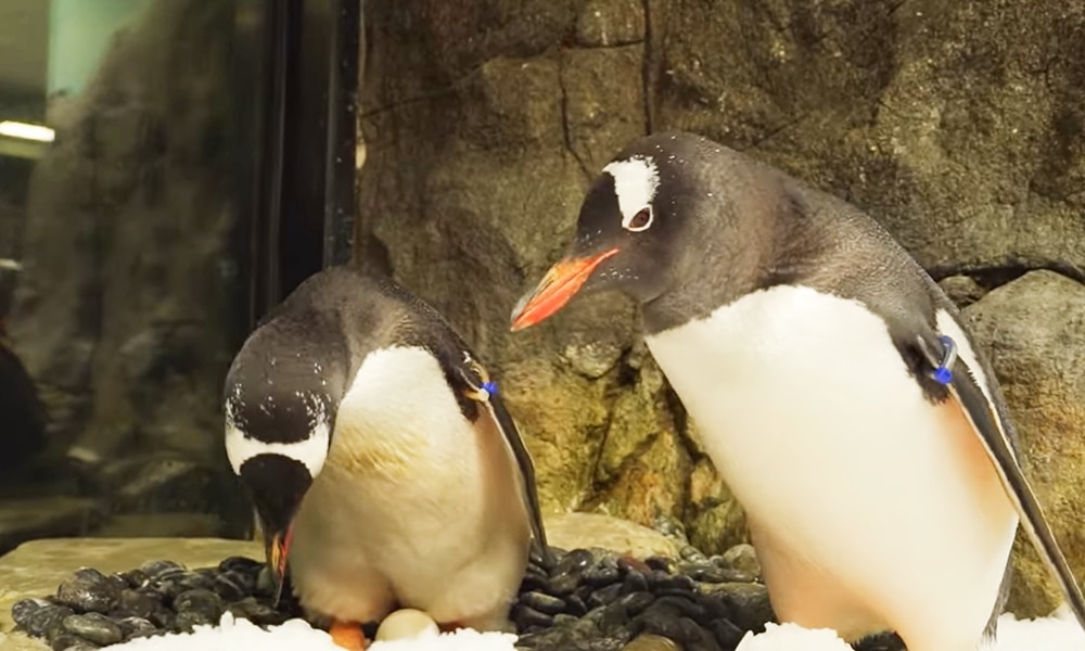 Gay Penguins at Sydney Aquarium Celebrate Three Years Together