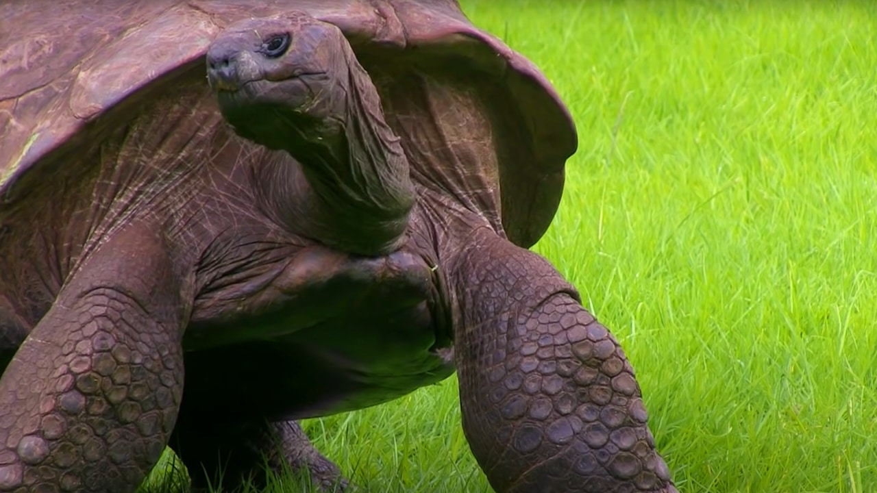 The World's Oldest Tortoise Is Queer