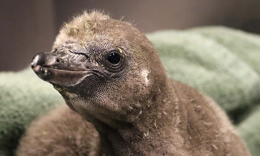 Gay Penguins Welcome Foster Chick!