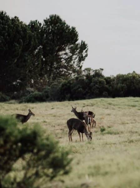 Colton Underwood's Engagement Photos