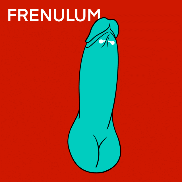Illustrated Guide to Sensitive Body Modification: Frenulum Piercing