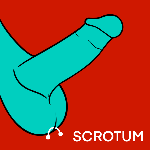 Illustrated Guide to Male Genital Piercings: Scrotum Piercing