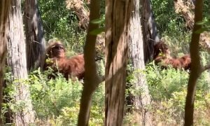 This is a screen grab from a new video claiming to be footage of Bigfoot in Oklahoma.