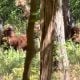 This is a screen grab from a new video claiming to be footage of Bigfoot in Oklahoma.