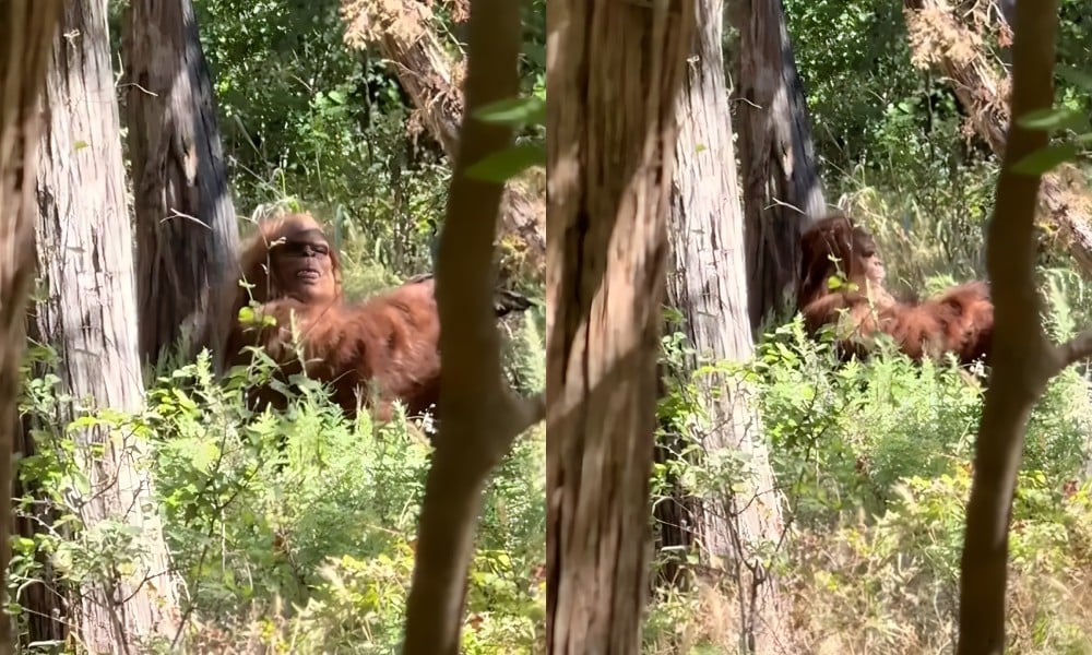 Bigfoot Spotted? TikToker Shares ‘Scariest’ Bigfoot Encounter