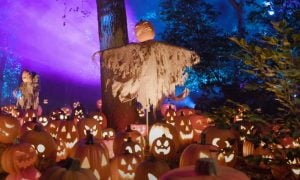 This is a photo from the pumpkin garden at Descanso Gardens' Carved Halloween event.