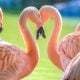 Two flamingos standing close together, forming a heart shape with their necks, surrounded by other flamingos in a serene, green natural habitat.