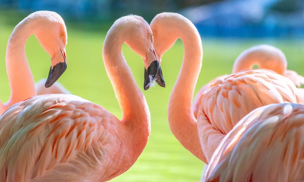 Gay Flamingo Dads Successfully Hatch and Raise Adopted Chick